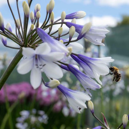 Agapanthus Plant 'Twister'