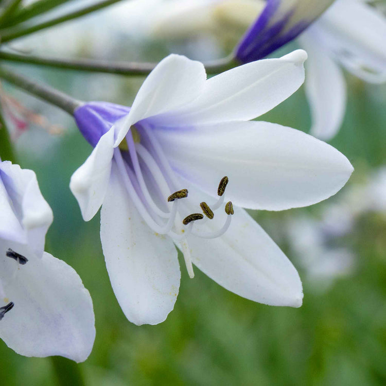 Agapanthus Plant 'Twister'