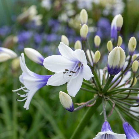 Agapanthus Plant 'Twister'