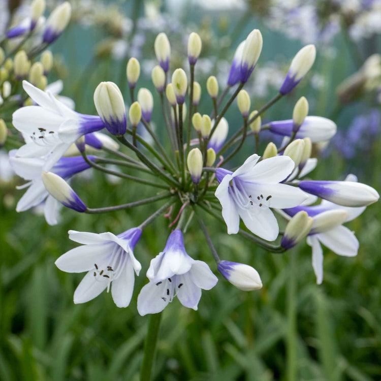 Agapanthus Plant 'Twister'