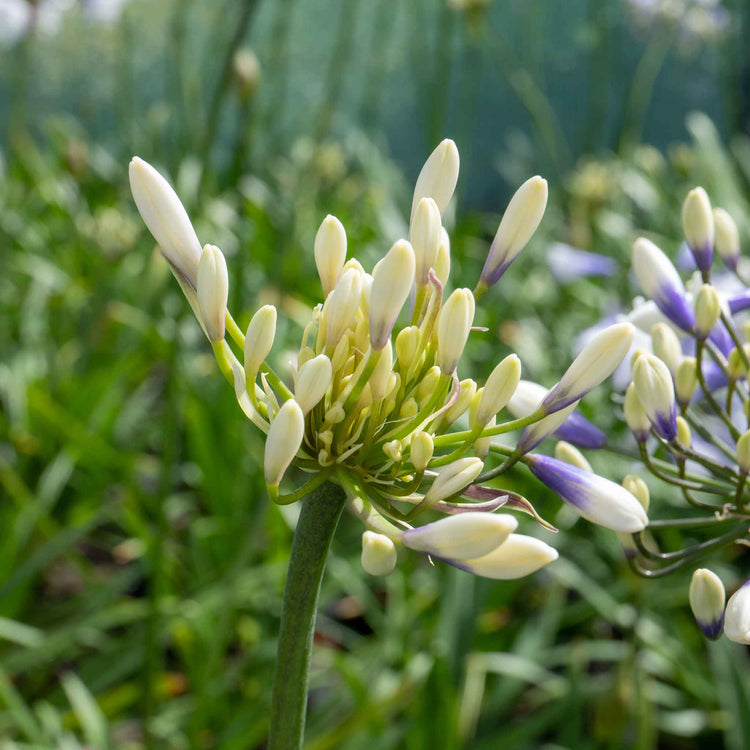 Agapanthus Plant 'Twister'