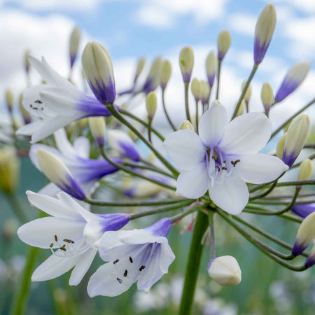 Agapanthus Plant 'Twister'