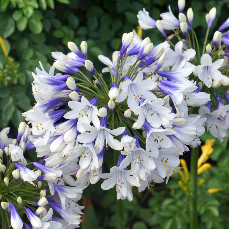 Agapanthus Plant 'Twister'