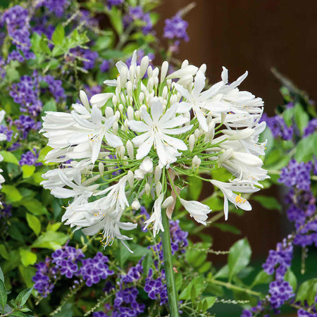 Agapanthus Bare Root 'Blue and White' Mix