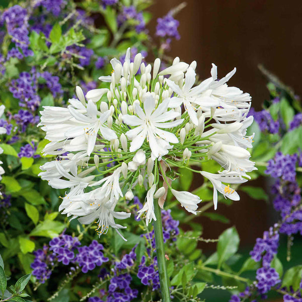 Agapanthus Bare Root 'White'
