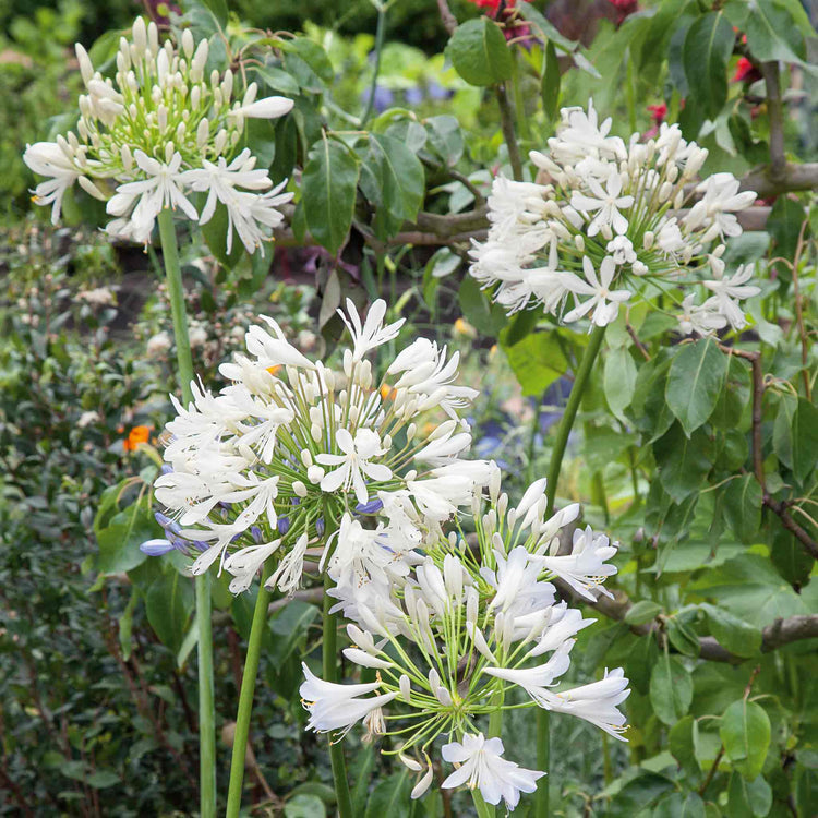 Agapanthus 'White'