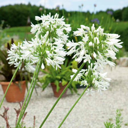 Agapanthus 'White'