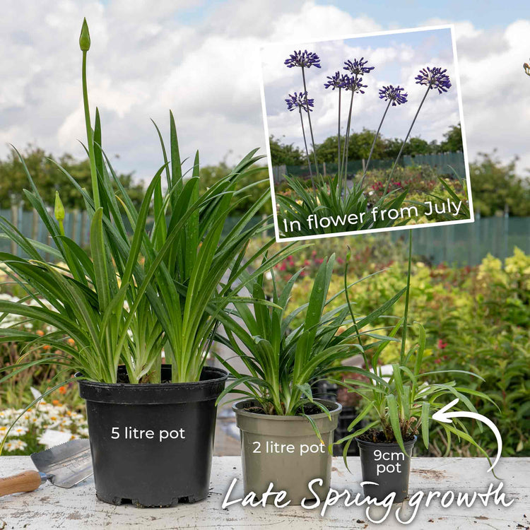 Agapanthus Plant 'Blue Storm'