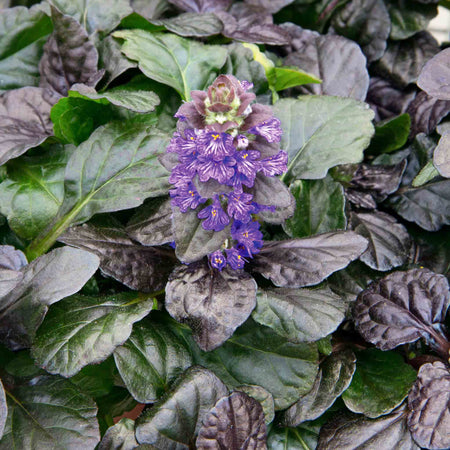 Ajuga Plant 'Reptans Black Scallop'