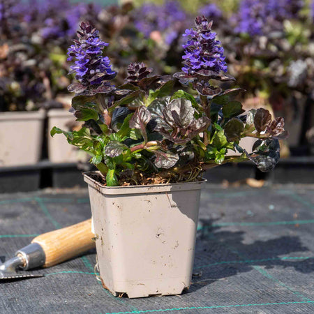Ajuga Plant 'Reptans Black Scallop'