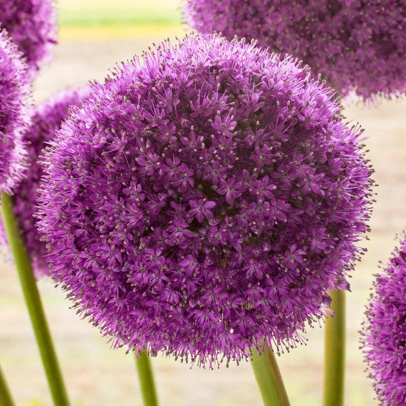 Allium Bulbs 'Giganteum'