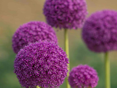 Close-up of large purple Alliums growing with a blurred green background.