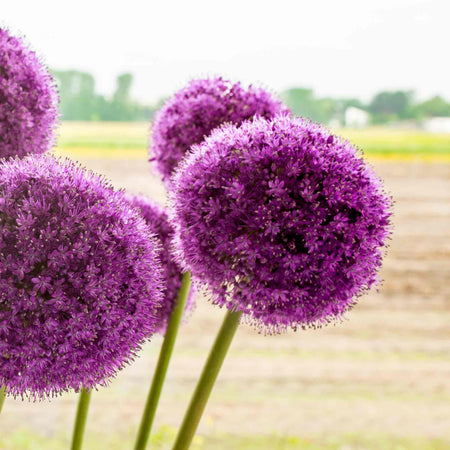 Allium Bulbs 'Giganteum'