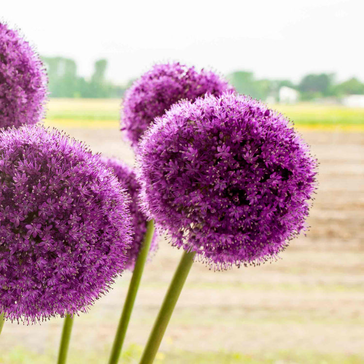 Allium Bulbs 'Giganteum'