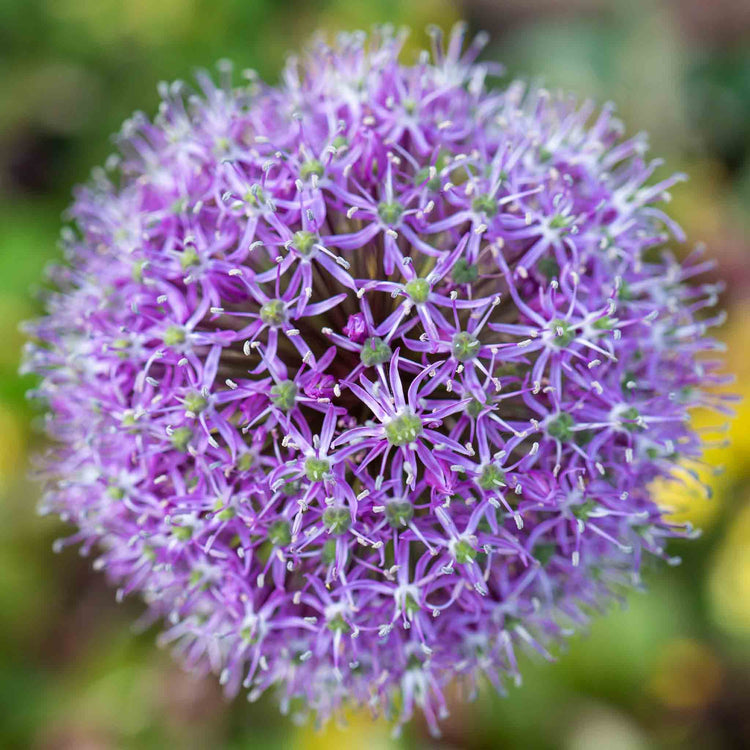 Allium Bulbs 'Globemaster'