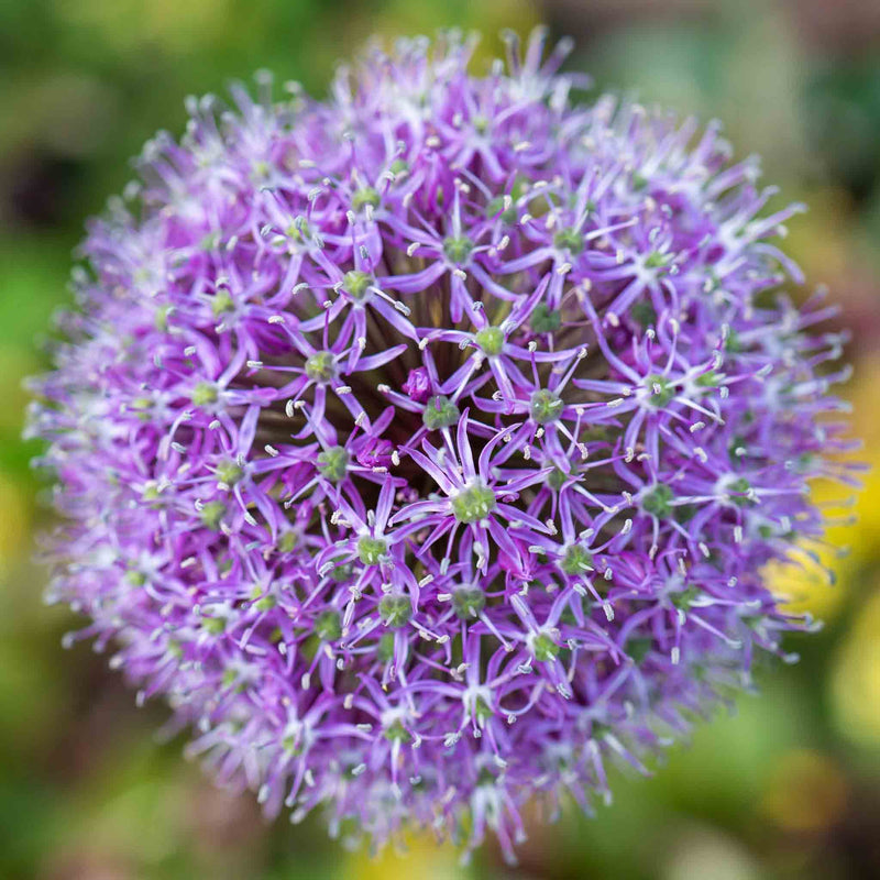 Allium Bulbs 'Globemaster'