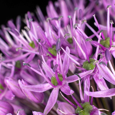 Allium Bulbs 'Globemaster'