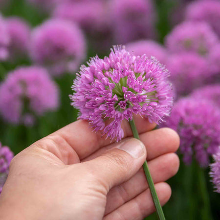 Allium Plant 'Millennium'