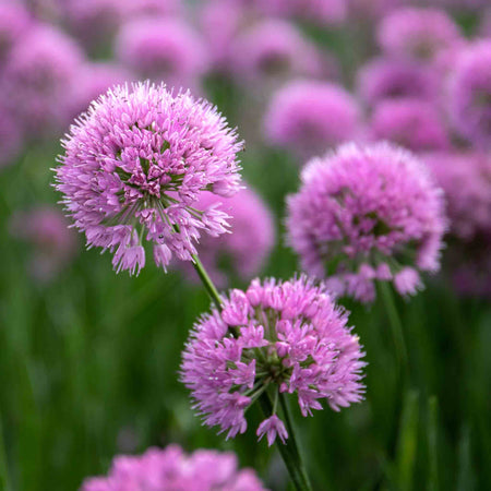 Allium Plant 'Millennium'