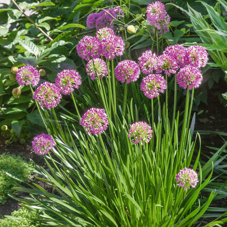 Allium Plant 'Millennium'