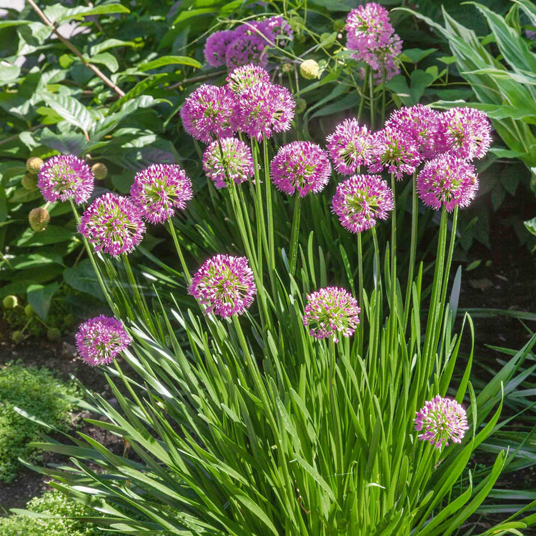 Allium Plant 'Millennium'