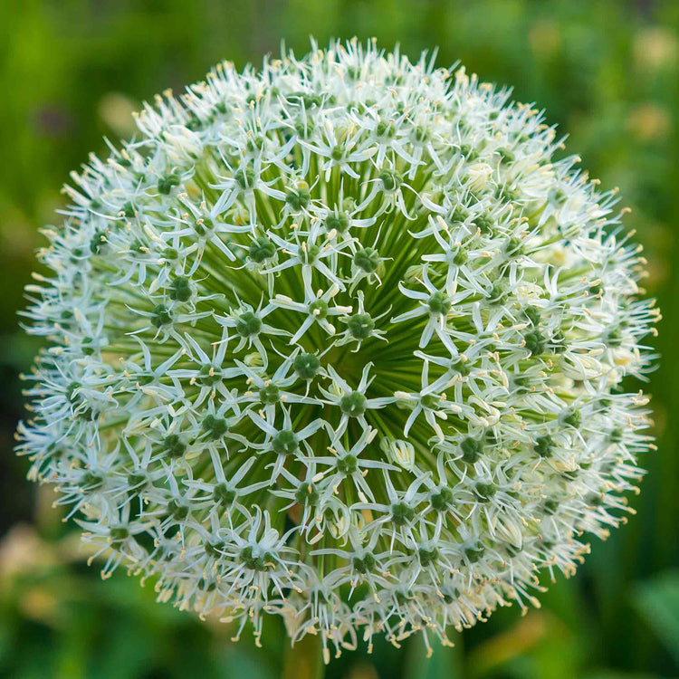 Allium Bulbs 'Mount Everest'
