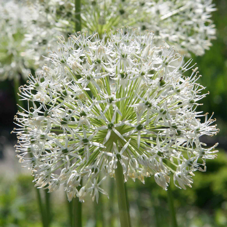 Allium Bulbs 'Mount Everest'
