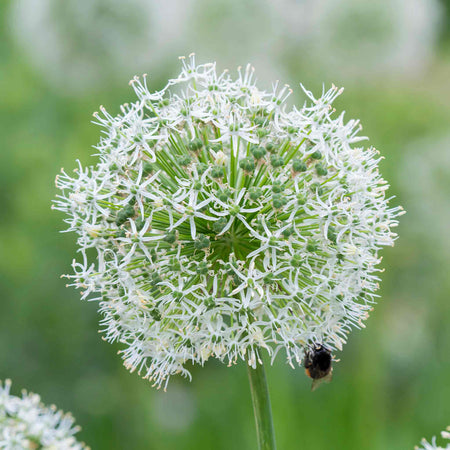 Allium Bulbs 'Mount Everest'