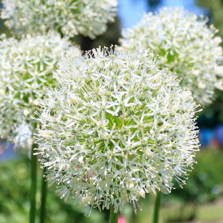 Allium Bulbs 'Mount Everest'