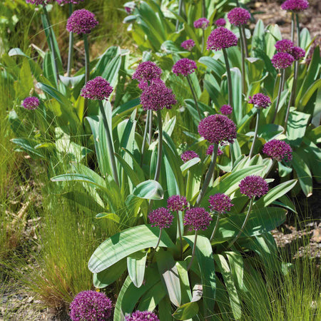 Allium Bulb 'Ostara'