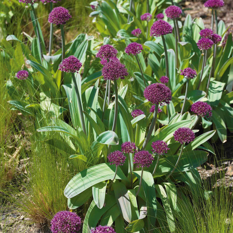 Allium Bulb 'Ostara'