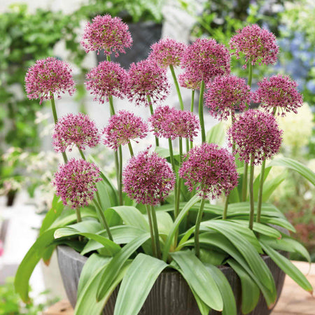 Allium Bulb 'Ostara'