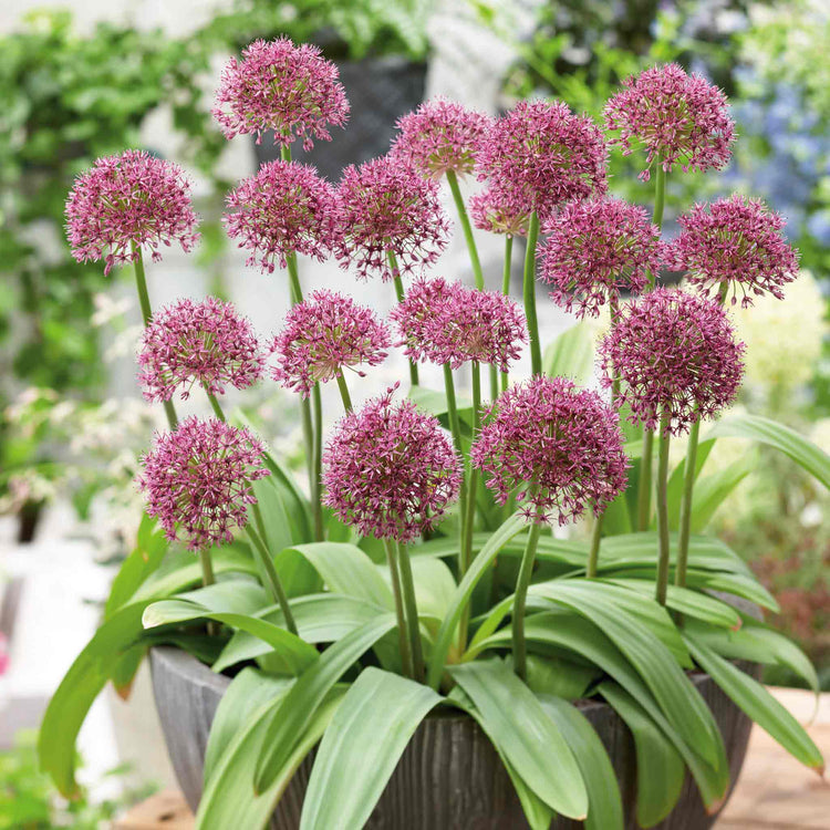 Allium Bulb 'Ostara'