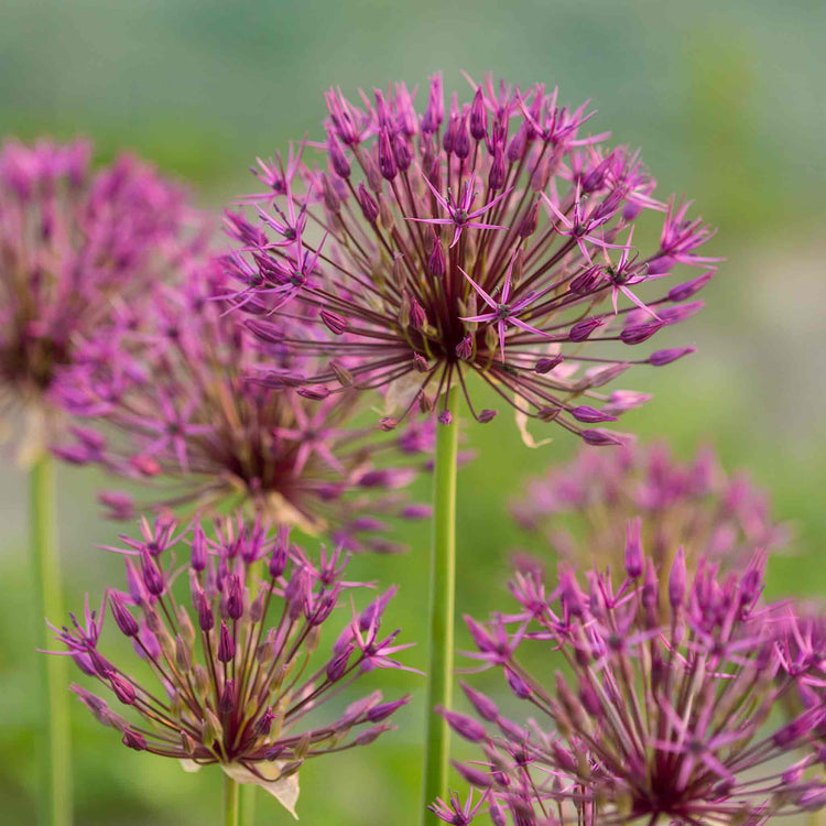 Allium Bulb 'Purple Rain'