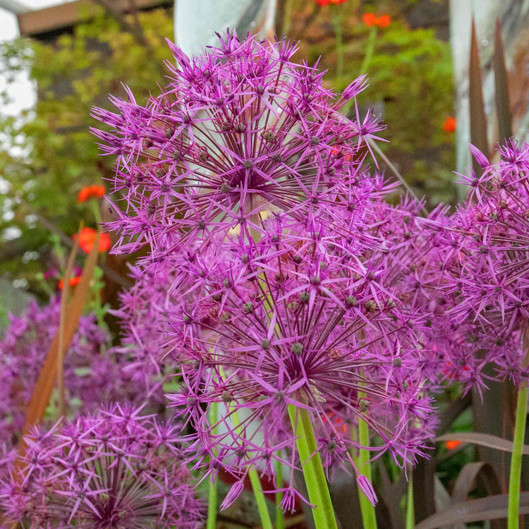 Allium Bulb 'Purple Rain'