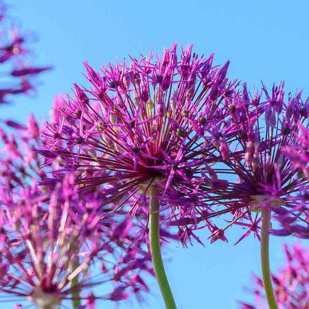 Allium Bulb 'Purple Rain'