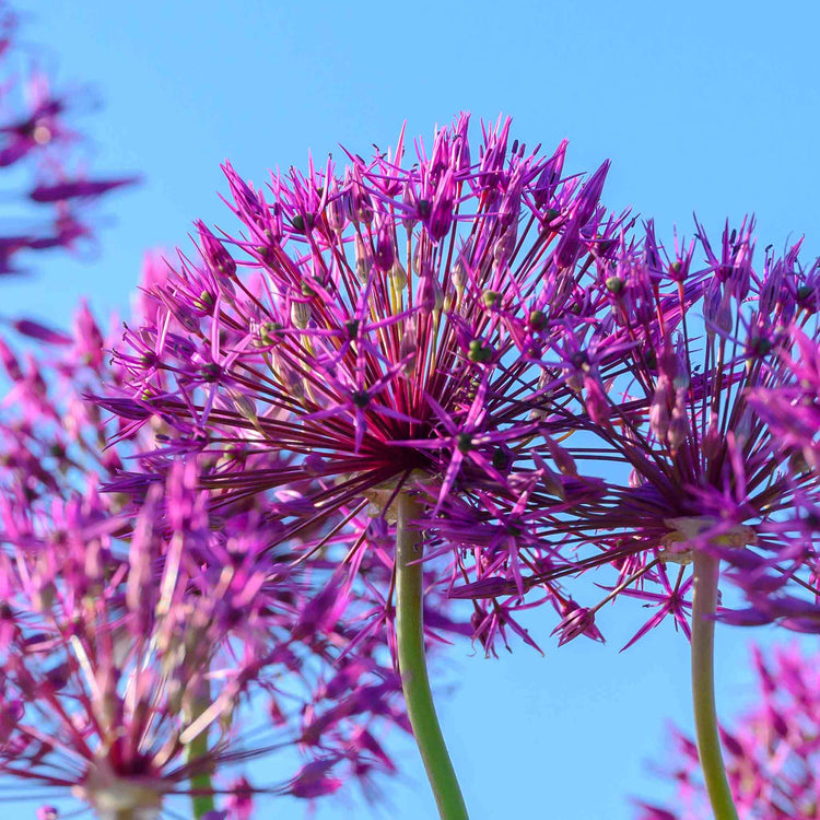 Allium Bulb 'Purple Rain'