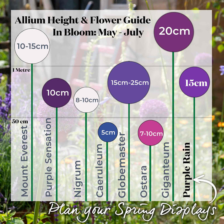 Allium Bulb 'Purple Rain'