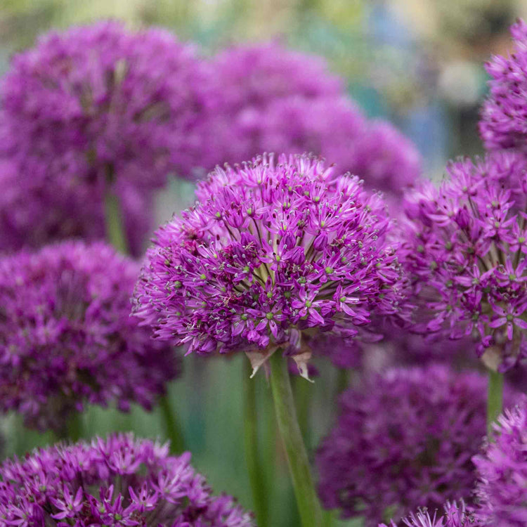 Allium Bulbs 'Purple Sensation'
