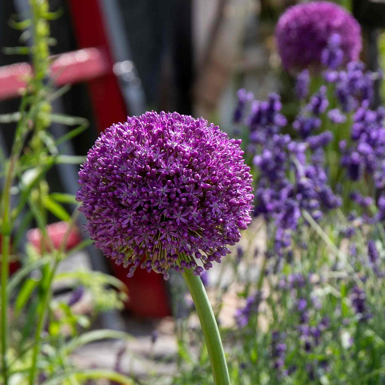 Allium Bulbs 'Purple Sensation'
