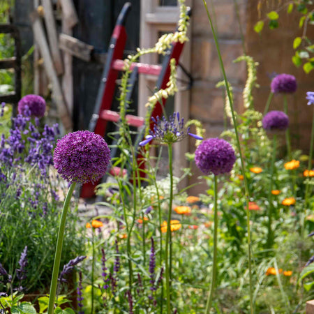Allium Bulbs 'Purple Sensation'