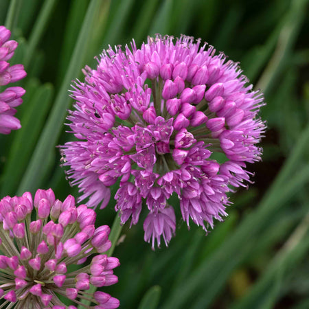 Marshalls Garden 'Nurseryman's Selection'