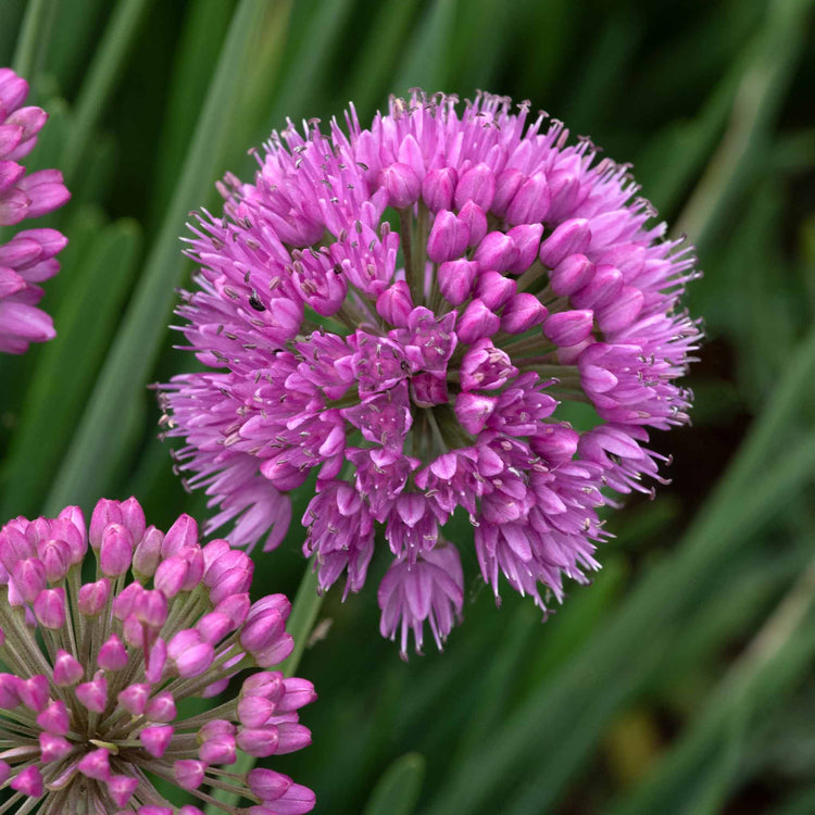 Marshalls Garden 'Nurseryman's Selection'