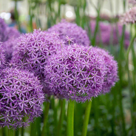 Allium Bulbs 'Globemaster'