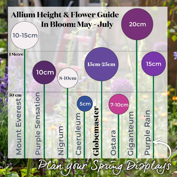 Allium Bulbs 'Globemaster'