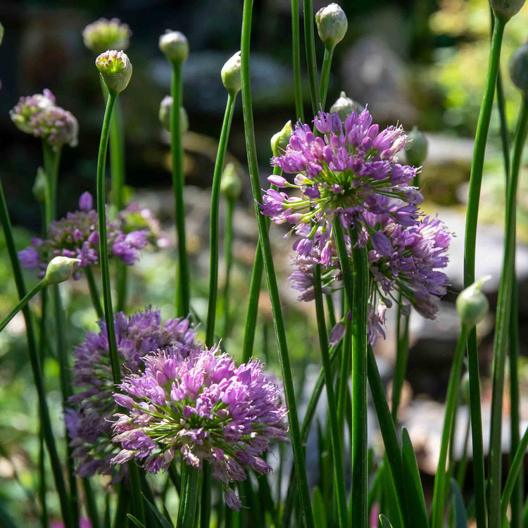 Allium Plant 'Millennium'
