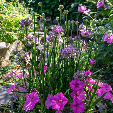 Allium Plant 'Millennium'