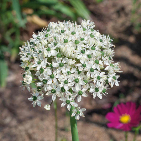 Allium Bulbs 'Kings & Queens'