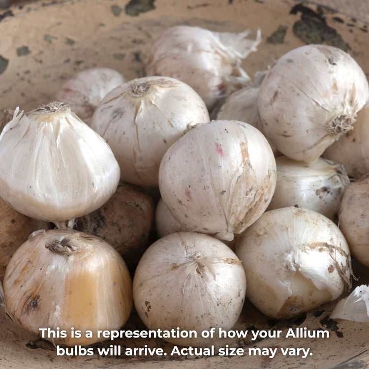 Allium 'Red Mohican' - 25 Bulbs