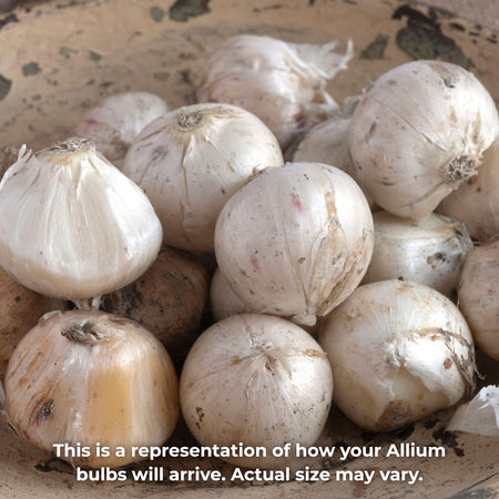 Alllium 'Gladiator' - 15 Bulbs